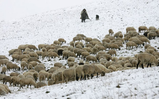 Black Forest, Germany: A shepherd guides a flock of sheep over the top of the Feldberg mountain