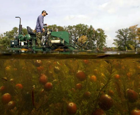 Tomah, US: Darren Storkel drives a raking machine during the cranberry harvest