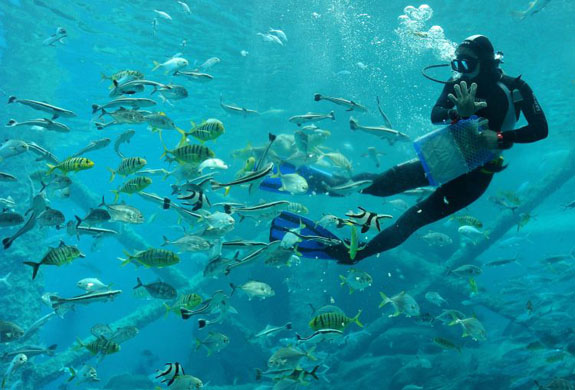 Hefei, China: A diver feeds fish to entertain visitors at an aquarium