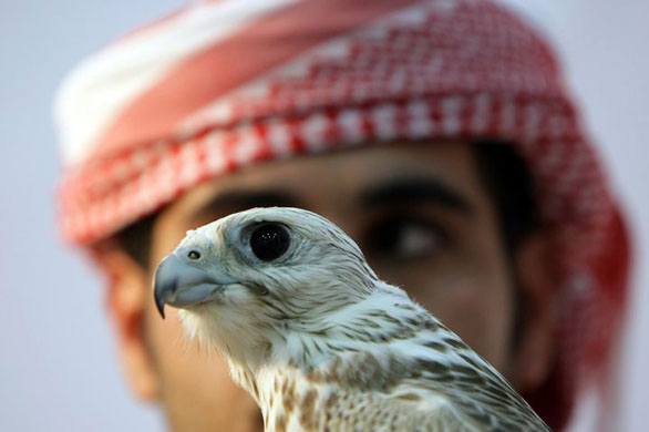 Abu Dhabi, United Arab Emirates: A man holds a falcon during the Abu Dhabi International Hunting and Equestrian Exhibition