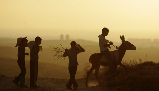 Ramallah, West Bank: Young Palestinian farmers carry bags loaded with olives