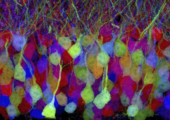Cambridge, US: Brain cells of a laboratory mouse are shown glowing with multicolor fluorescent proteins at Harvard University