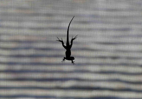 Encinitas, US: A lizard climbs down a window screen