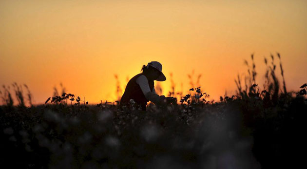 Manas county, China: A woman picks cotton