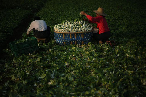 Wuhan, China: Farmers harvest bok choy