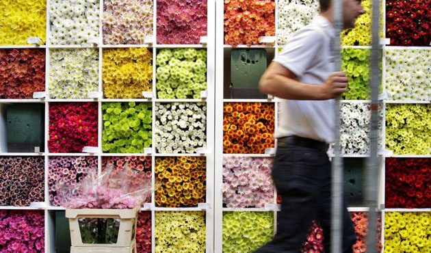 Amsterdam, Holland: An exhibitor builds up his stand for the Horti Fair, the biggest horticultural fair in the world