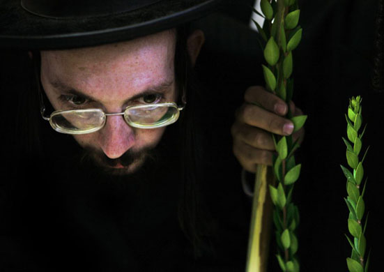 Jerusalem: An Ultra-Orthodox man waits to have myrtle branches checked by a Rabbi before the Jewish holiday of Sukkot