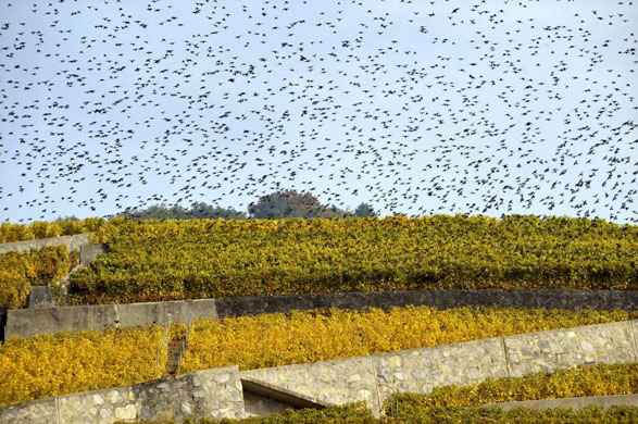 Lutry, Switzerland: Migratory birds gather over the Lavaux vineyards facing lake Geneva