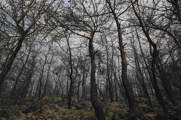 Dibiyeh, Lebanon: A burnt pine forest is seen after a forest fire