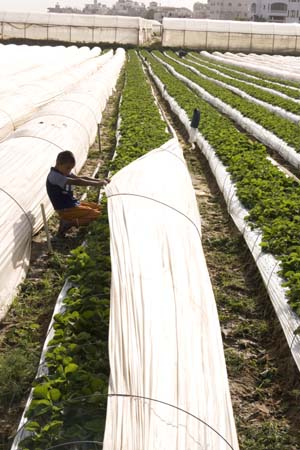 UN World Food Day: Beit Lahiya, Gaza Strip 