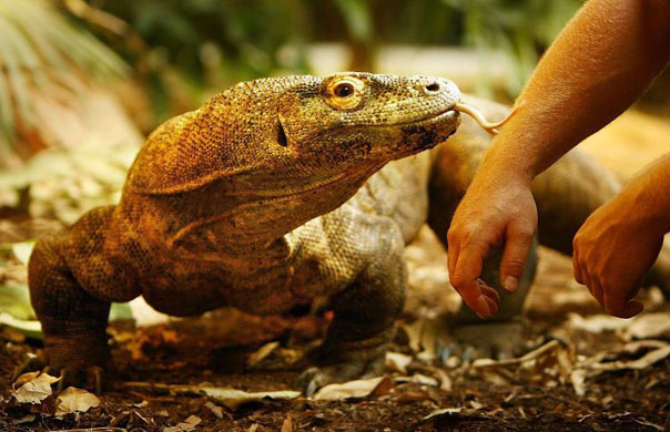 London, UK: Raja the Komodo dragon licks his keeper's arm at London Zoo