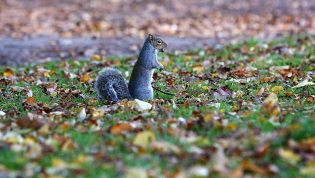Liverpool, UK: A squirrel amongst the fallen leaves in Calderstones Park