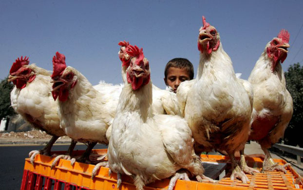 Amman, Jordan. A boy selling chickens