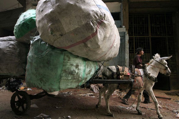 Cairo, Egypt: A worker leads a donkey cart with huge sacks of garbage at the poor area of al-Zabbalin