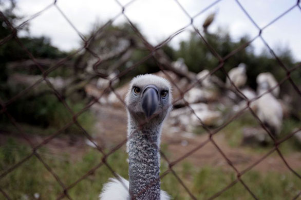 South Africa: A Vulture at the Tygerberg zoo near Cape Town