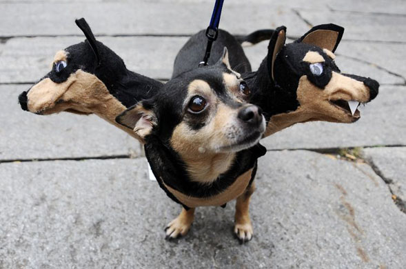 Boston, US: Little, a Chihuahua owned by Liz Newton, waits during the second annual 'howl-oween', a dog costume contest