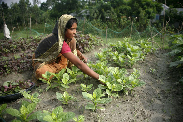 climate change in Bangladesh