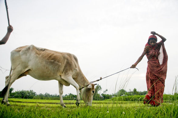 climate change in Bangladesh