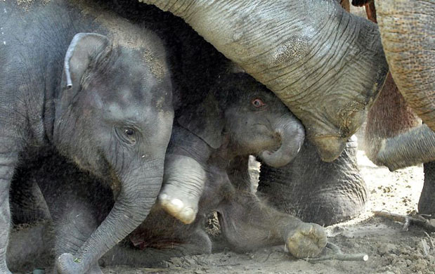 Emmen, The Netherlands: Elephants at the zoo