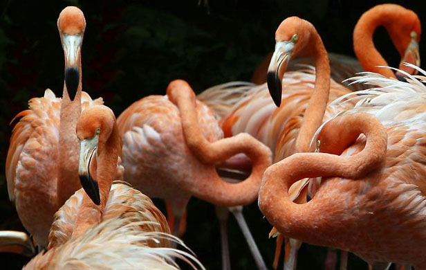 Singapore: Flamingos at a pond at the Jurong Bird Park