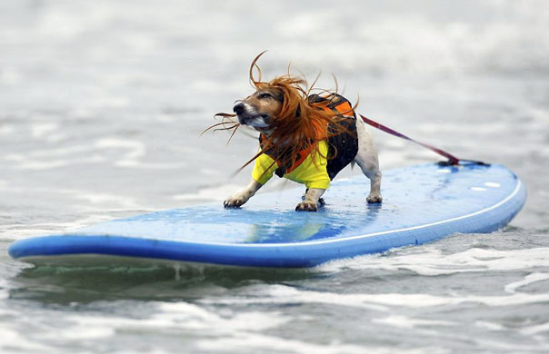 Del Mar, US: A dog rides a wave during the small dog heat at  the 3rd annual Surf Dog Surf-A-Thon