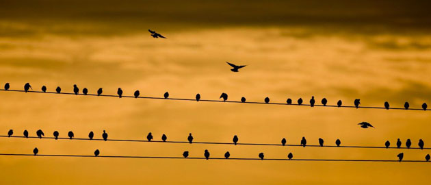Reitwein, Germany: Starlings on a wire at dawn