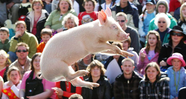 Pig racing in Melbourne