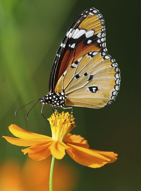 A butterfly rests on a flower petal at the Nehru Zoological Park