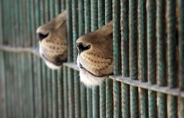 Amman, Jordan: Lions in a zoo
