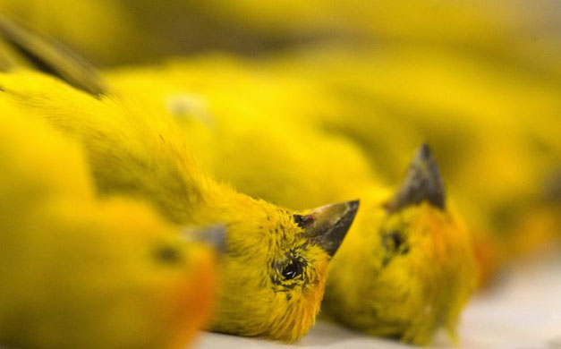 Sao Paulo, Brazil: Dead canaries at the International airport.