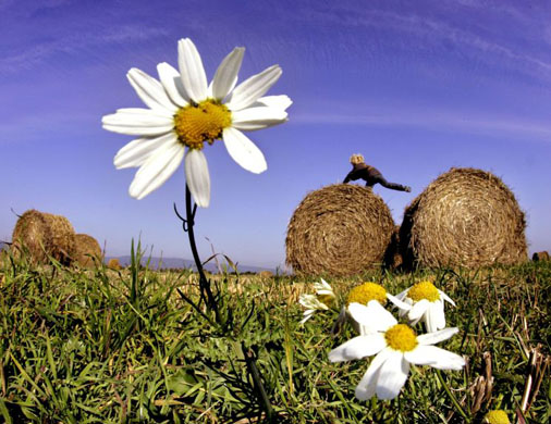 Frankfurt, Germany: A child plays on straw bales in a field