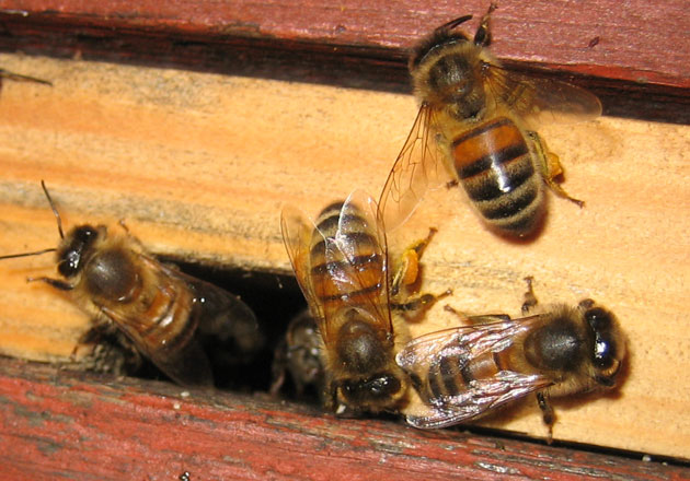 Bees enter and leave a hive