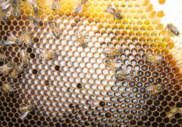 bees on a honeycomb