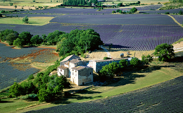 A house surrounded by lavender fields