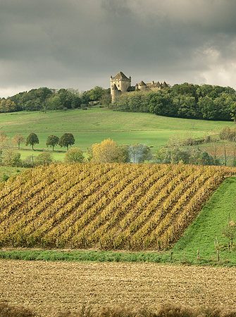 A vineyard near Lons le Saunier