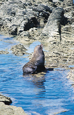 A fur seal