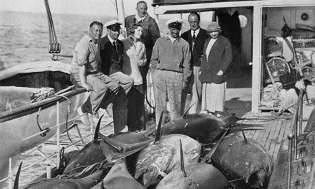 bluefin tuna black and white