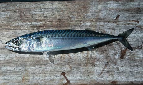 Can Of Mackerel