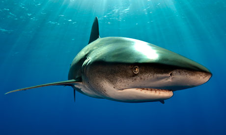 An oceanic whitetip shark is believed to have attacked three tourists in 