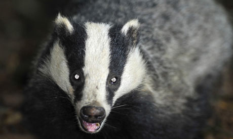 Badger-cull-challenge-rej-001.jpg