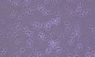 tmo biofuel-creating bacteria