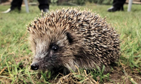 Hedgehog Pictures