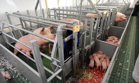 Pig farm 