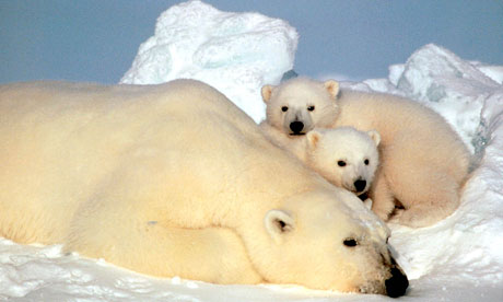 Antarctica Bears