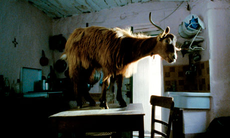 A goat in the film Le Quattro Volte