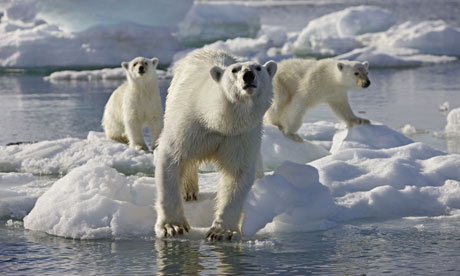 Polar bears, Frozen Planet