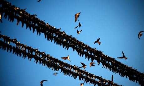 Swallow gathering