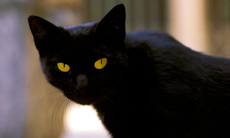 A black cat