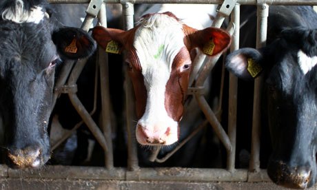 a dairy farm