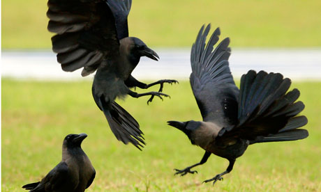 crow fight